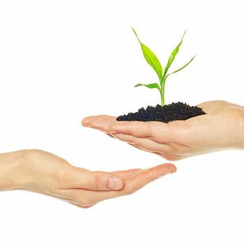 One handing holding a sapling, with another hand asking to hold it