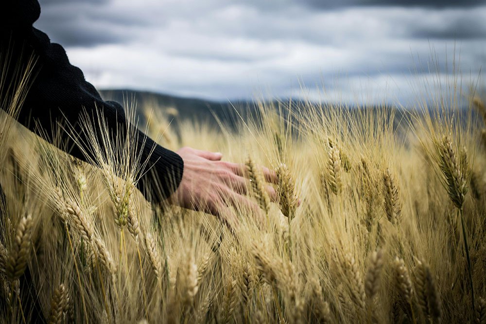 A hand sits above the height of the wheat, as the person it belongs to walks across the field.